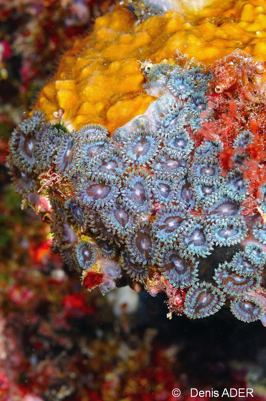 Zoanthus pulchellus Anemone coloniale-Cap-Vert-Pointe Flamengo-4m-20150410-Denis-ADER-DSC_0144_tn.jpg